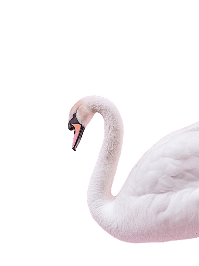 The Swan Shop logo brings viewers directly to “The Swan Shop—” apparel that focuses on women’s empowerment, resilience, and elegance. 